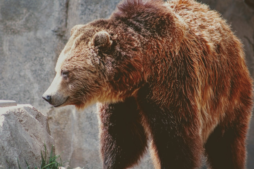 Oso pardo marrón