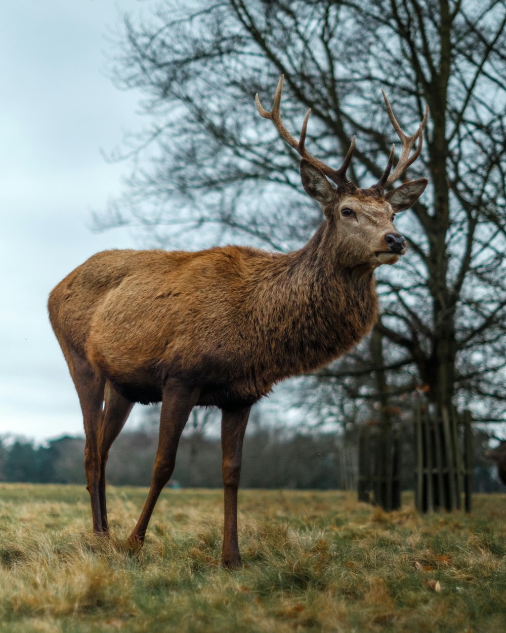 brown deer on green grass