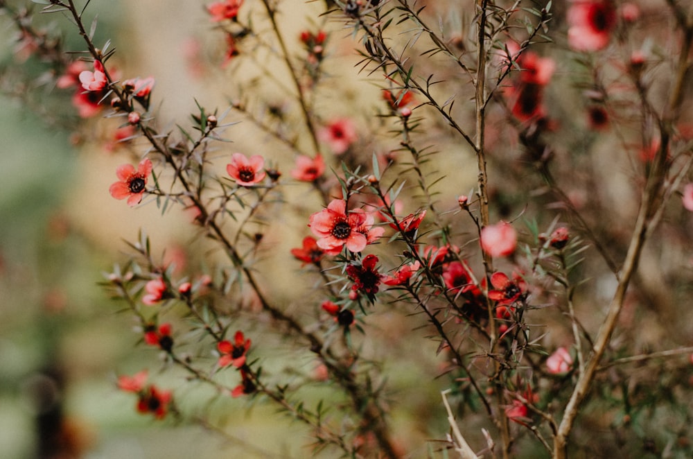 bokeh shot of pink flowers