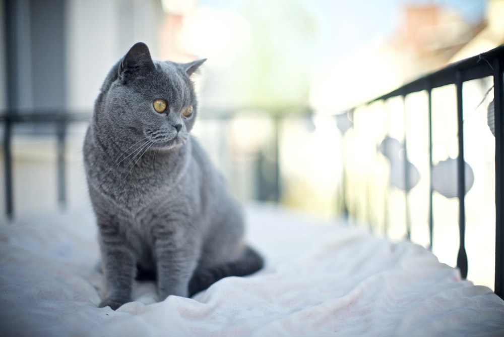 blue cat on bed