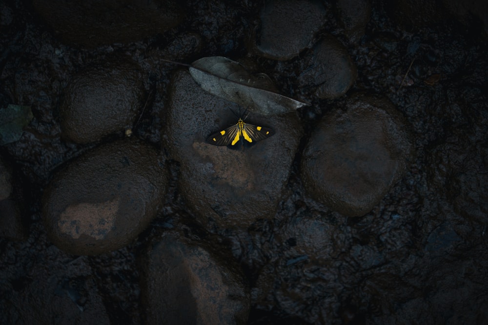 yellow butterfly on stone