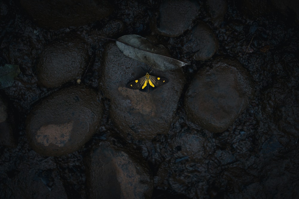 borboleta amarela na pedra