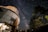 A large, dome-shaped telescope observatory is situated to the left, surrounded by tall trees. The night sky is filled with an expansive view of the Milky Way galaxy, showcasing countless stars. The image has a serene, almost mystical atmosphere.