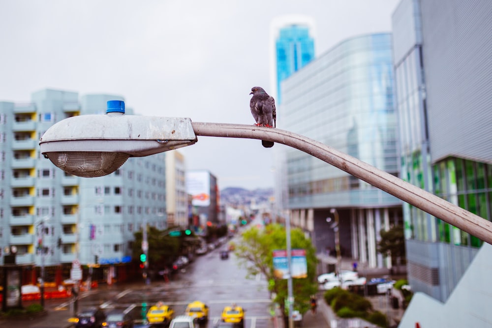 brown bird perched on post light