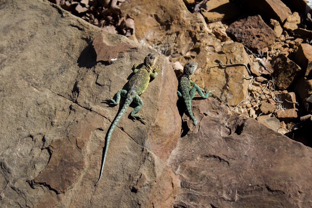 Lagarto verde y negro sobre roca marrón