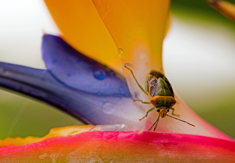 closeup photo of green and brown stinkbug