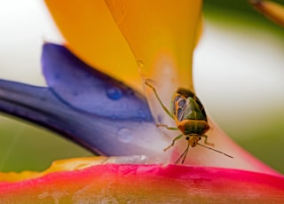 closeup photo of green and brown stinkbug