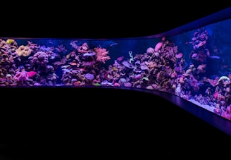 school of pet fish