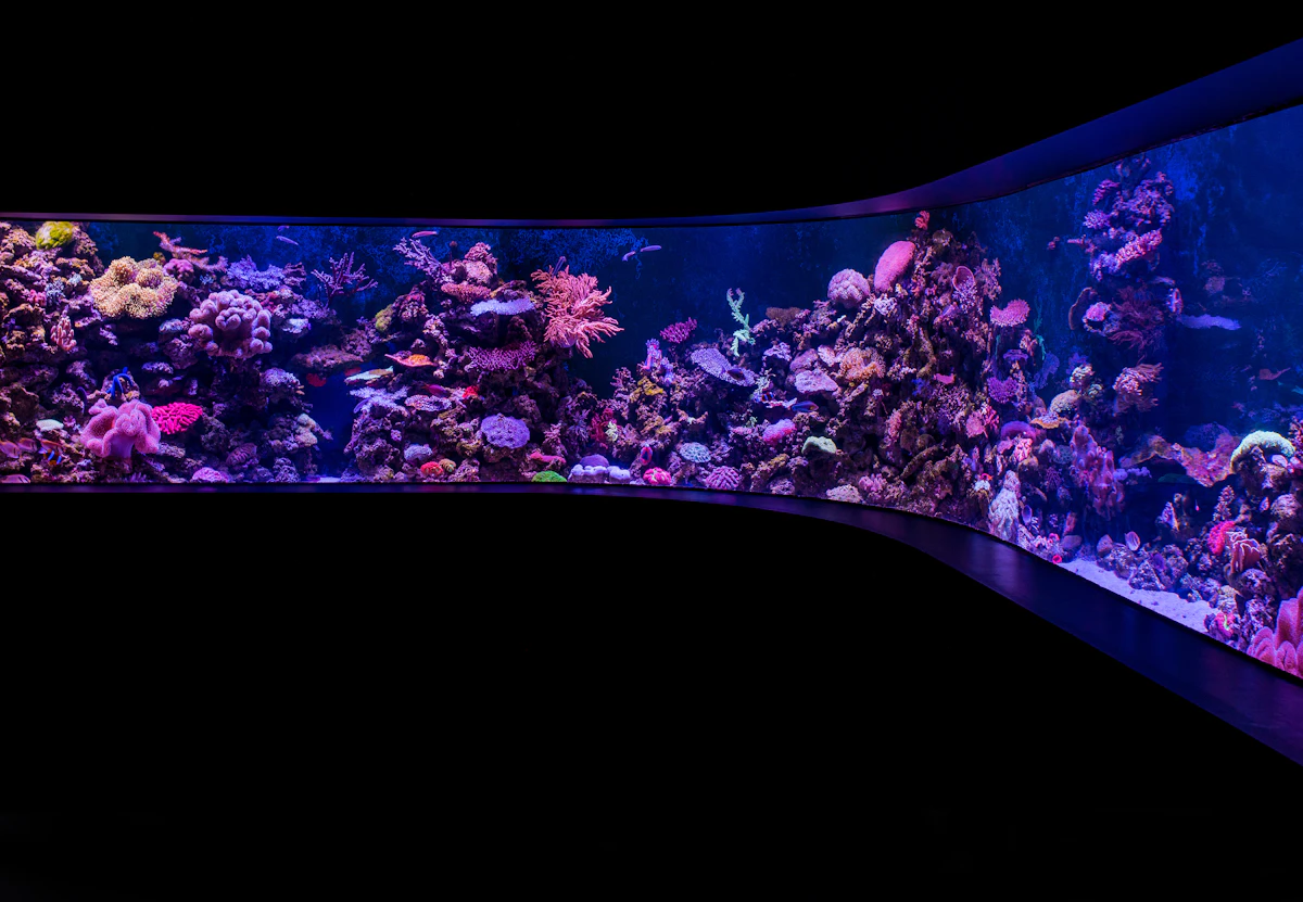 How to Work Out Real Aquarium Water Volume