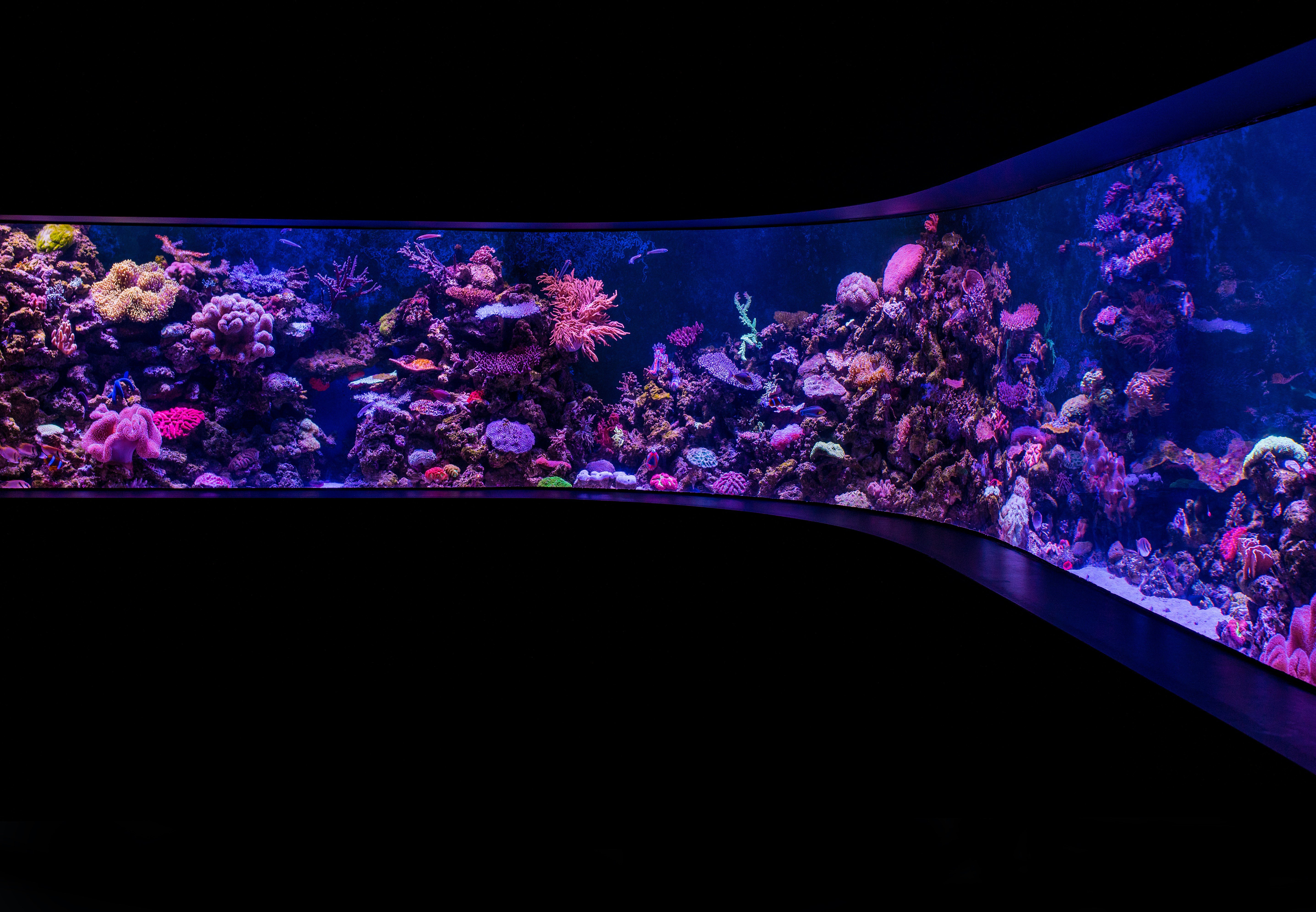 A curving aquarium tank displaying colourful corals and fish in Cairns Australia.