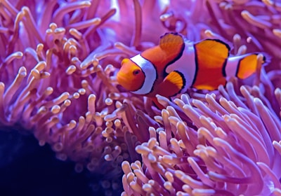 orange and white fishes