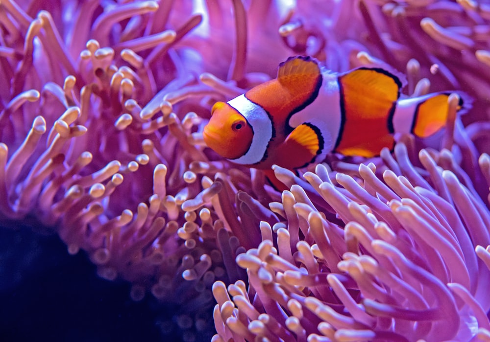 orange and white fishes