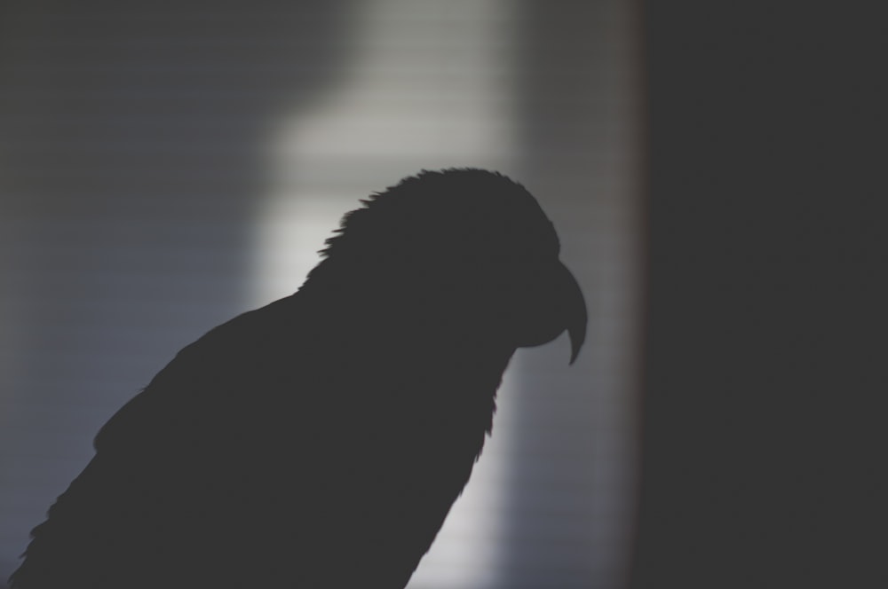 silhouette of bird