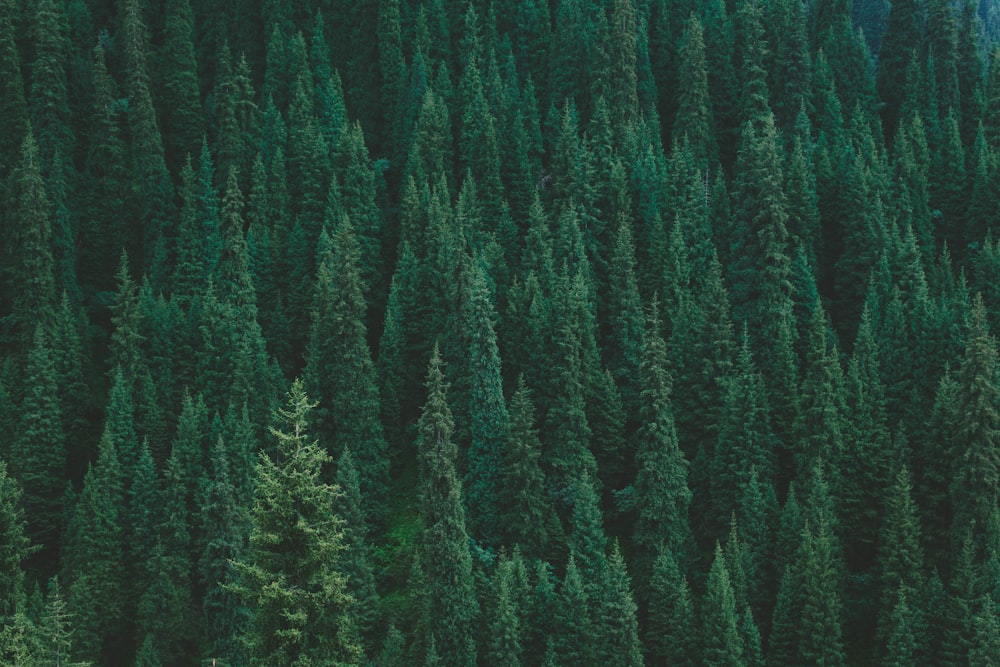 close up photography of green trees