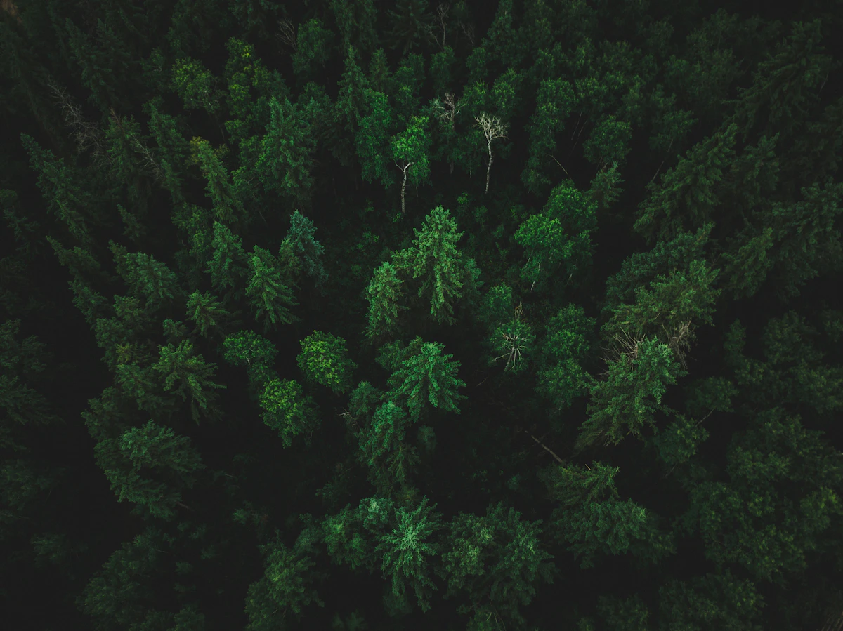 Aerial view of a Canadian forest