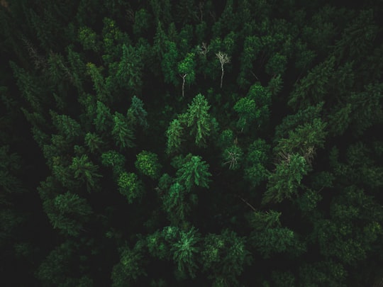 birds eye photo of forest in Red Deer River Canada