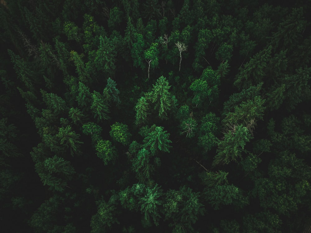 birds eye photo of forest