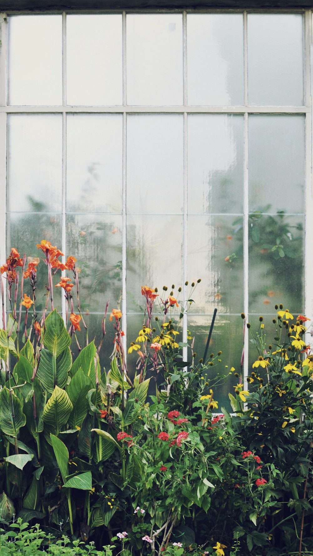 yellow and orange petaled flowers beside window