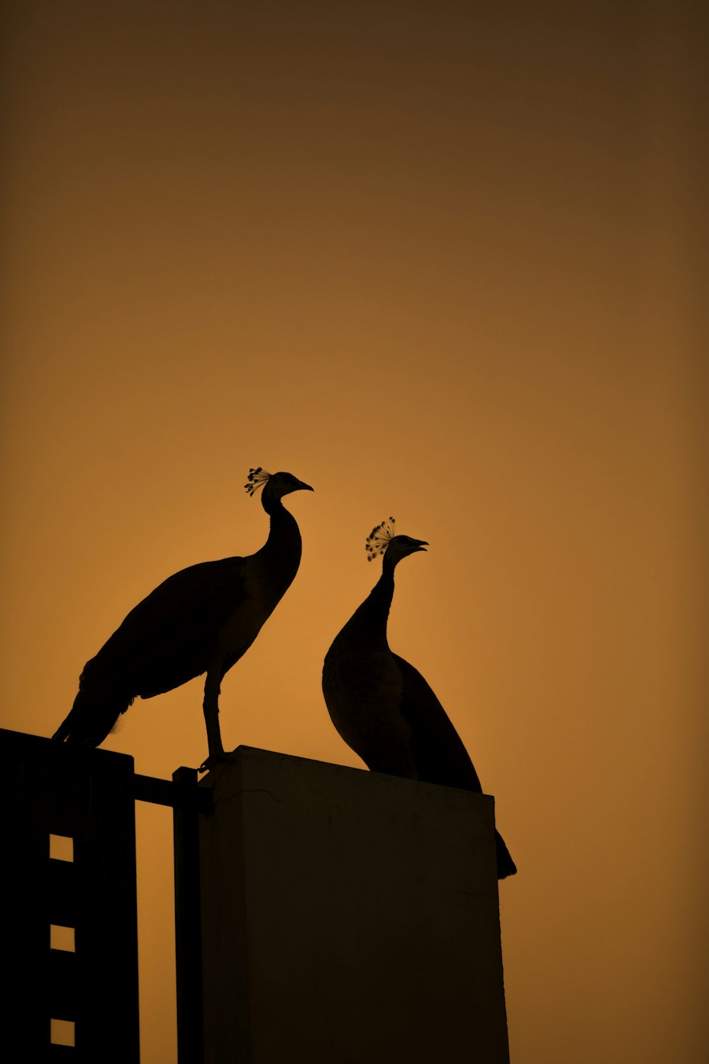 two peacocks shadow illustrations