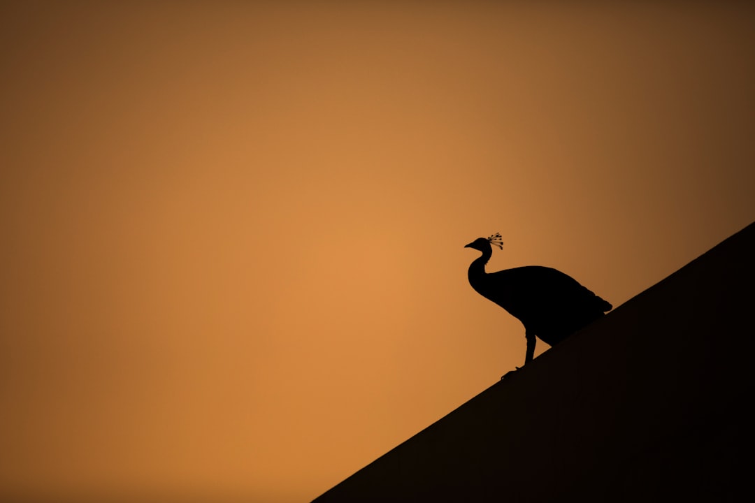 silhouette of peacock