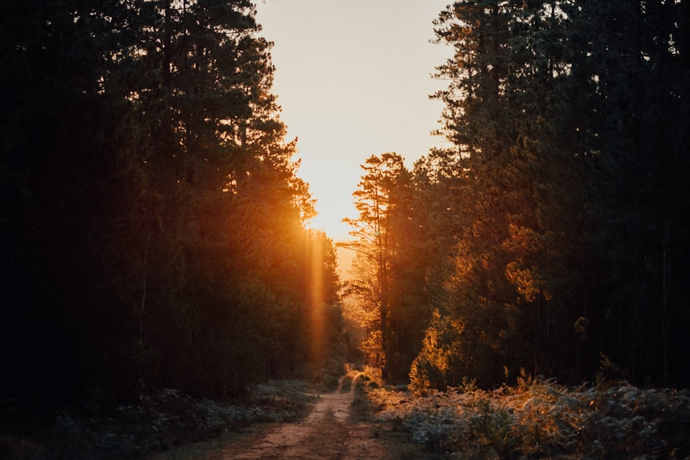 pathway in between trees