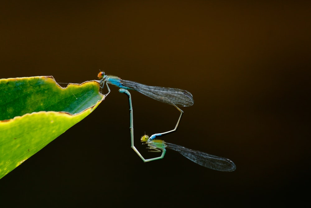 Fotografía macro de libélula apareándose posada en la hoja