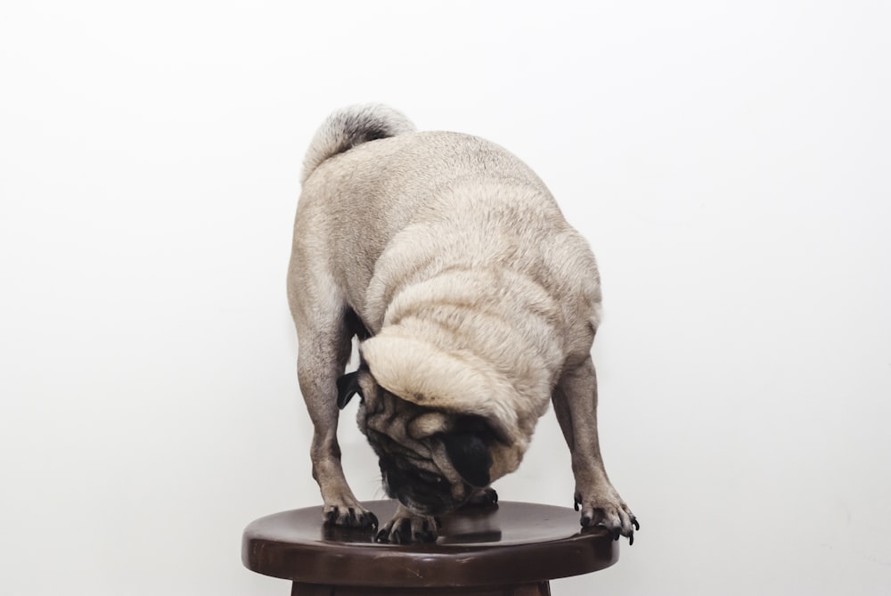 fawn pug on stool