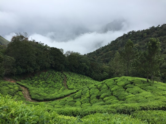 landscape photography of mountain in Munnar India