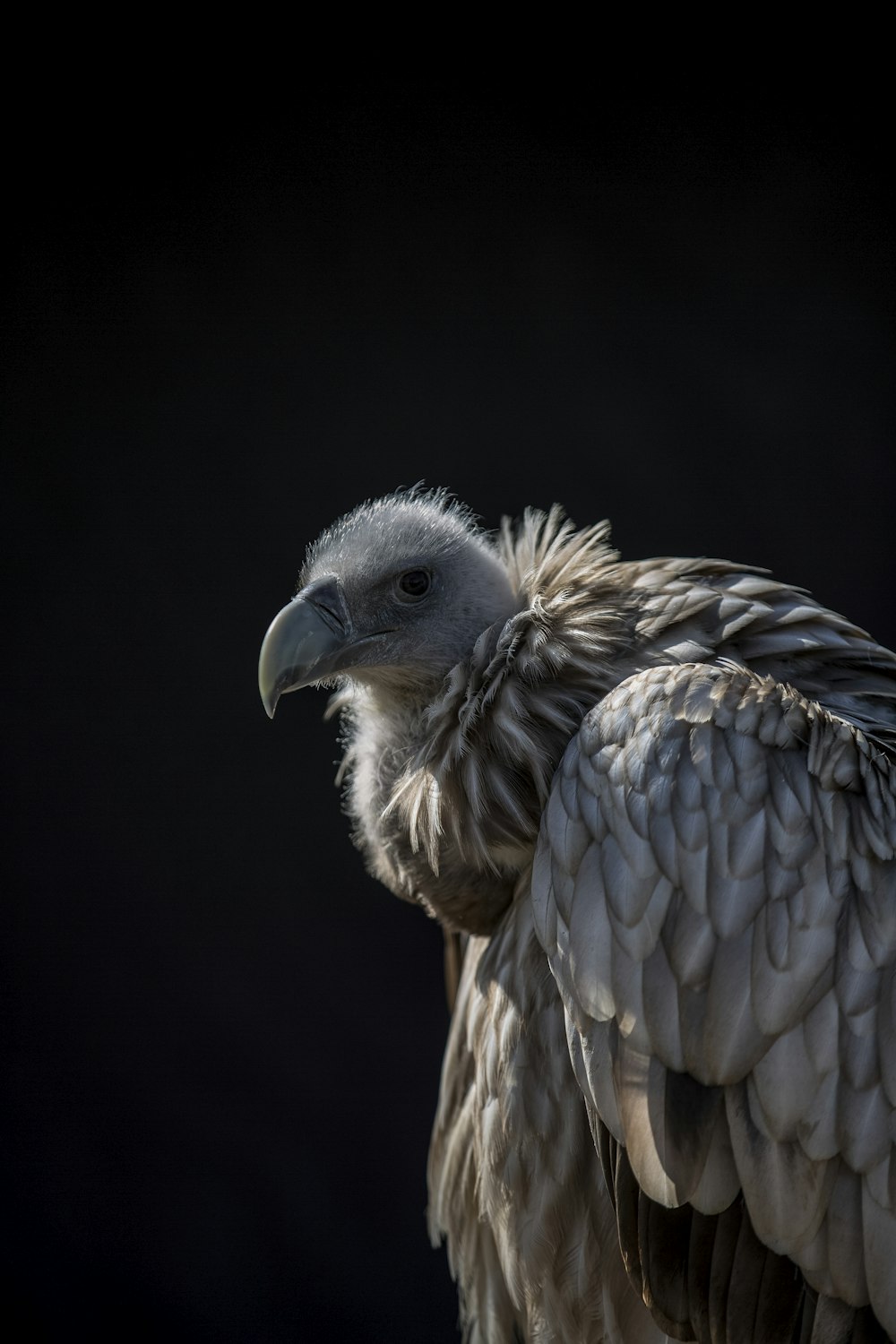 brown vulture in black background
