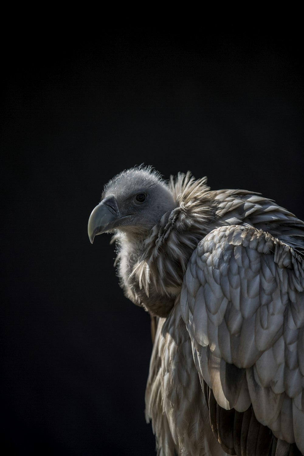 vautour brun sur fond noir