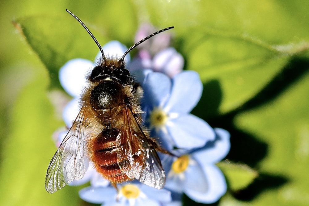 Fotografía macro de abeja amarilla en flor azul