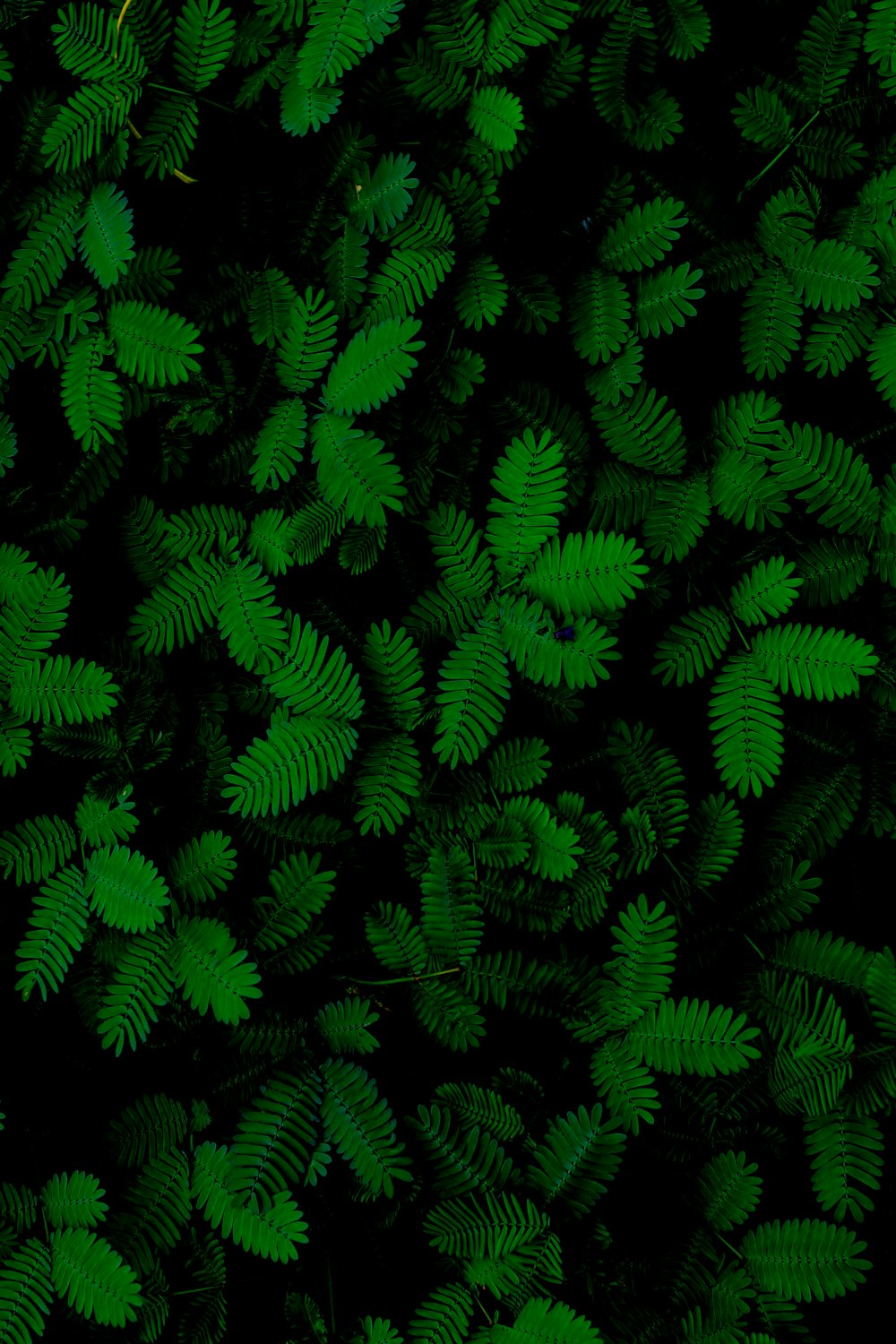 녹색 잎 식물