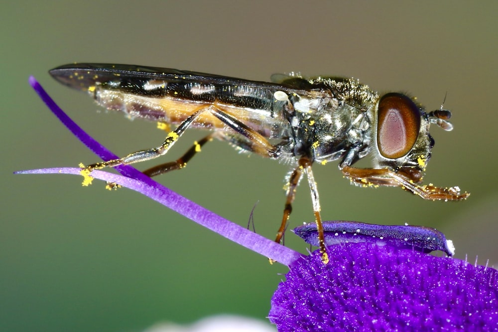 macro photography of black and brown fly