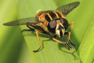 macro photography of brown and black insect