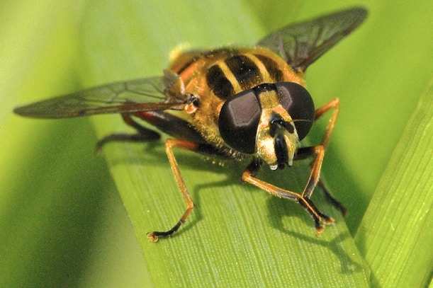 macro photography of brown and black insect