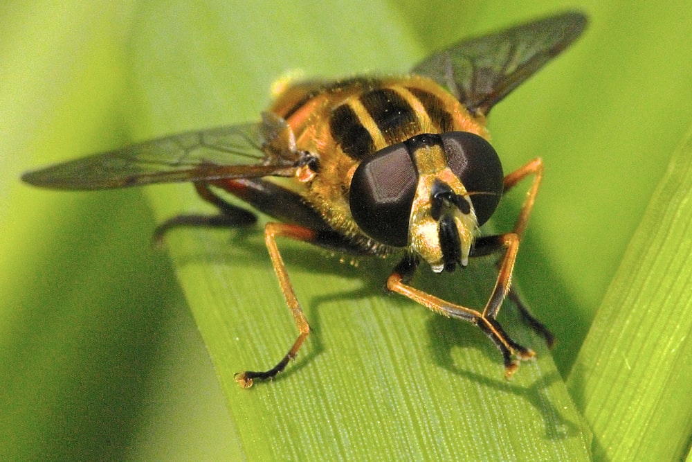macro photography of brown and black insect
