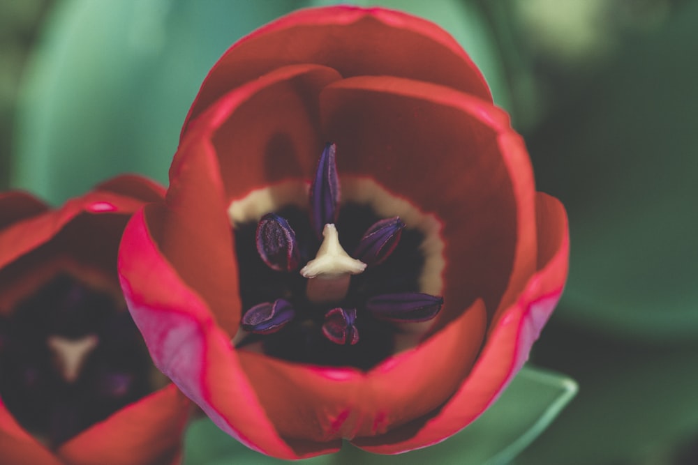 red tulips