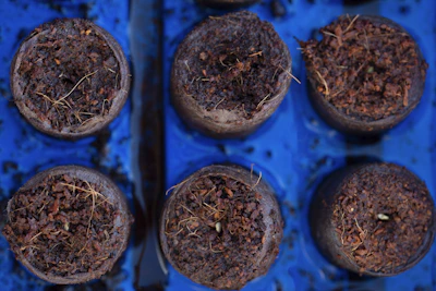 Close-up of rich, moist coco peat blocks ready for planting.