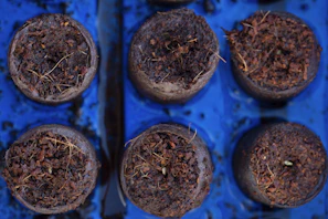 Close-up of fluffy coco peat blocks ready for seed starting in a bright greenhouse.