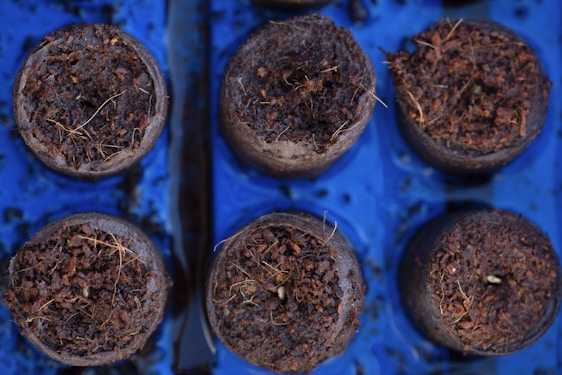 A series of round peat pellets are arranged on a blue tray, each filled with dark, moist soil from which small seedlings are just beginning to sprout. Thin, fragile roots and bits of organic material are visible on the surface.