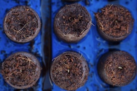 A series of round peat pellets are arranged on a blue tray, each filled with dark, moist soil from which small seedlings are just beginning to sprout. Thin, fragile roots and bits of organic material are visible on the surface.