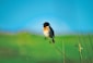 selective focus photography of black and white bird on stem