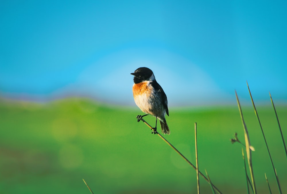 茎上の白黒の鳥の選択焦点写真