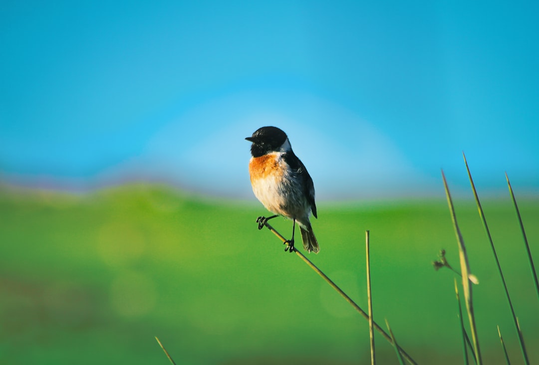 selective focus photography of black and white bird on stem