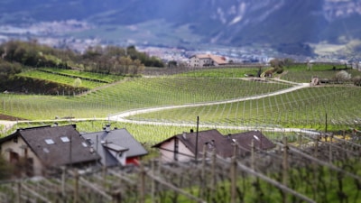 A scenic view of the Croatian coastline with vineyards.