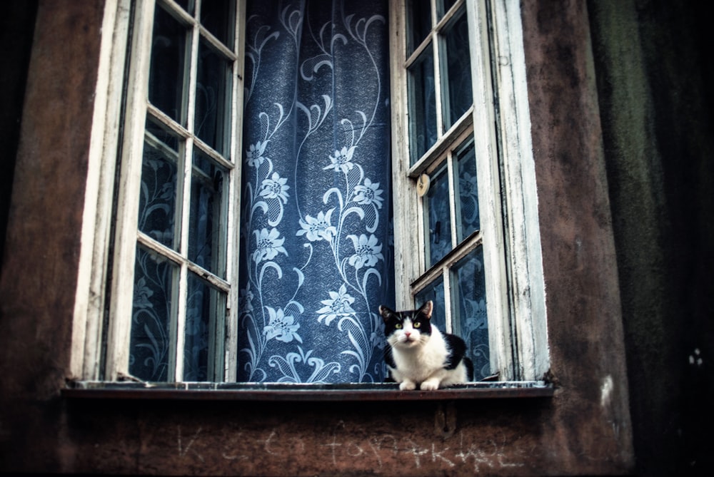Weiße und schwarze Katze springt auf geöffnetes Fenster