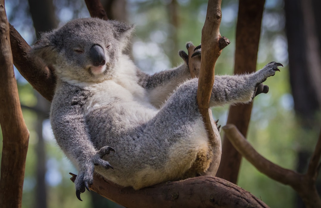  gray koala bear sitting on tree branch during daytime koala