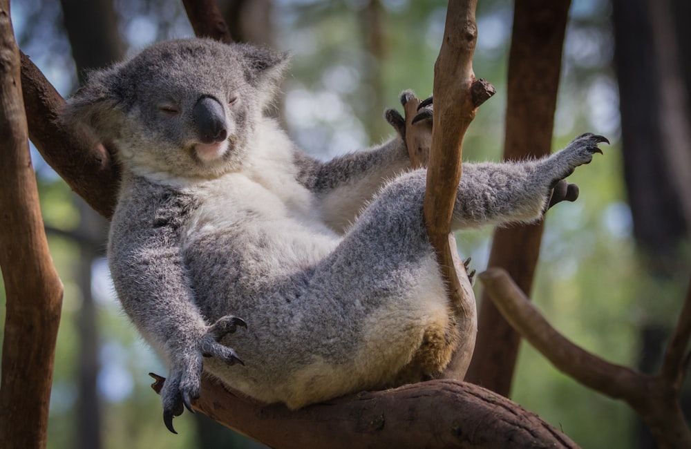 Ours koala gris assis sur une branche d’arbre pendant la journée