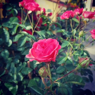 A close-up of a vibrant rose blooming in the historic roseraie of L'Haÿ-les-Roses.
