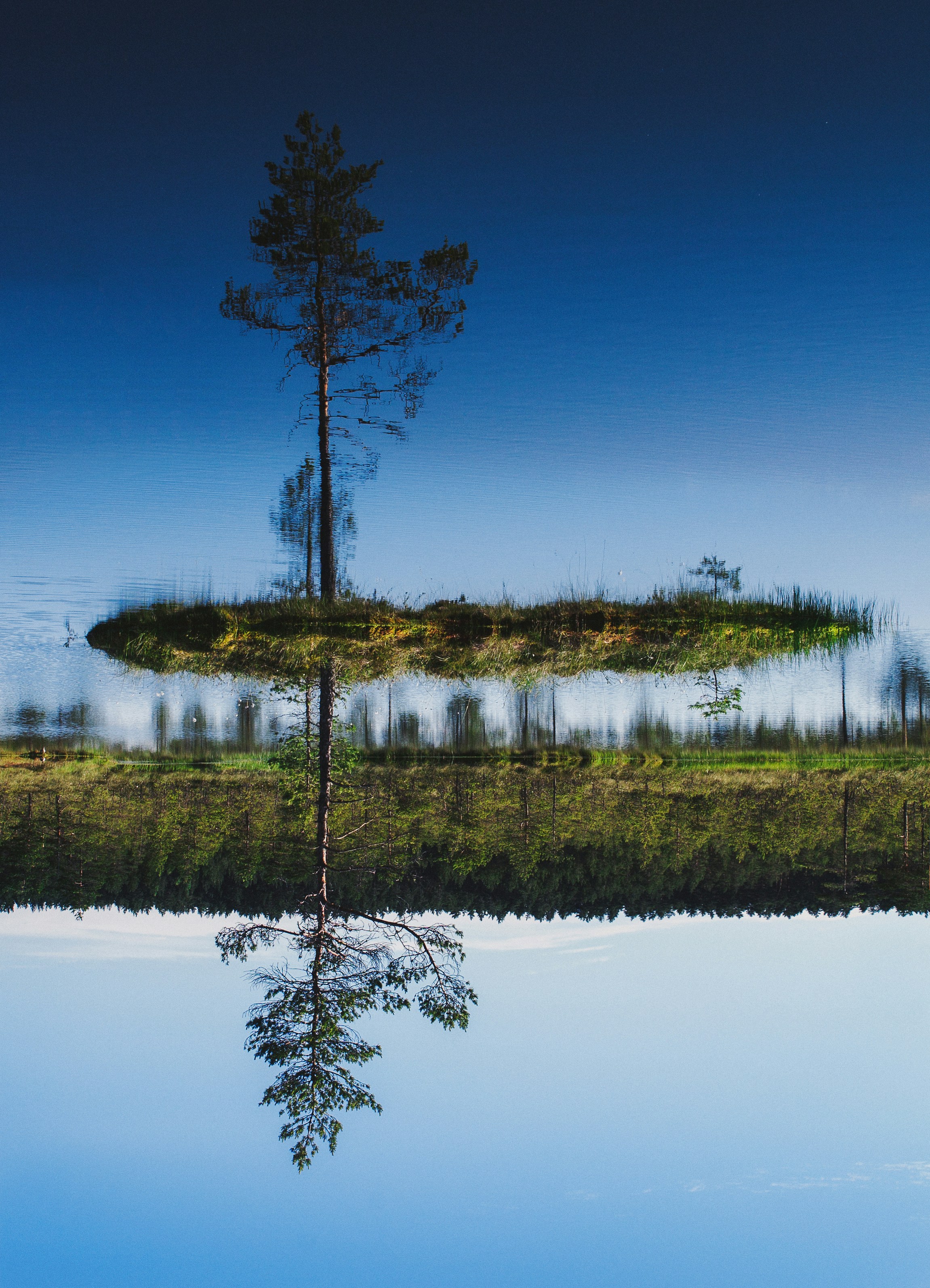 árboles verdes en el lago bajo el cielo azul durante el día
